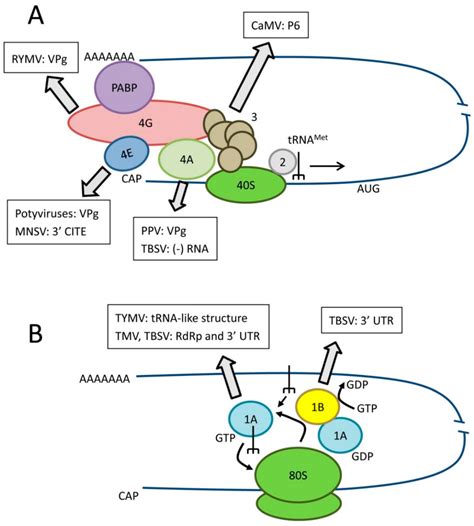 Viruses Free Full Text Plant Translation Factors And Virus Resistance