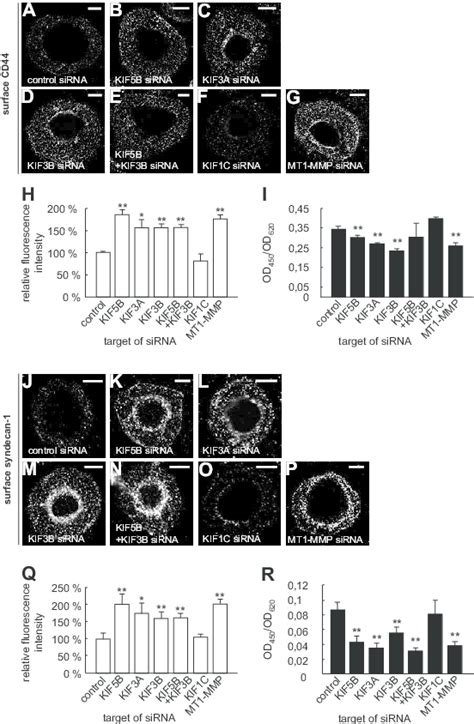 Shedding Of Cd Or Syndecan Is Mediated By Kif B And Kif A Kif B