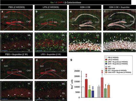 Both Peripheral Lps Administration And Neuronal Gsk Overexpression