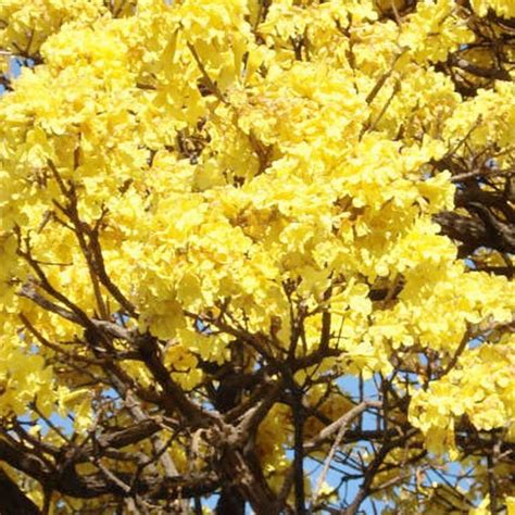 Muda de Ipê amarelo Tabebuia chrysotricha na Flora Londrina Viveiro