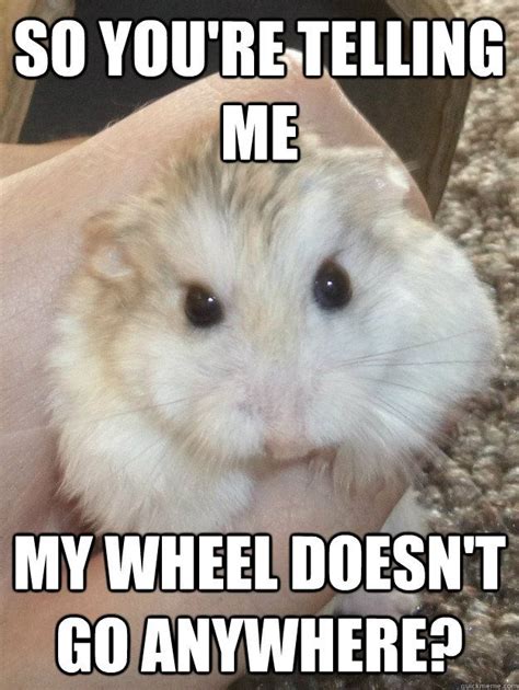 45 Funniest Hamster Memes Haileys Hamsters