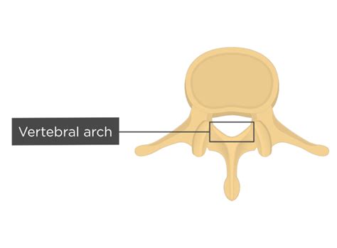 Lumbar vertebrae: anatomy and labeled diagram | GetBodySmart