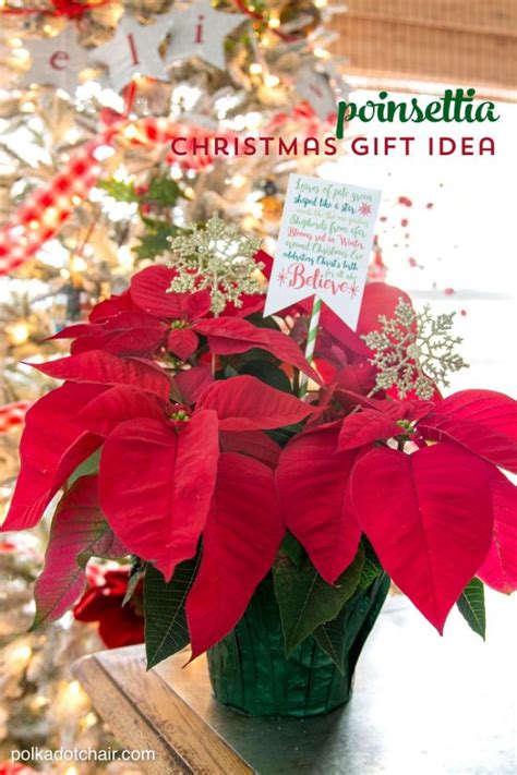 Poinsettia Christmas T Idea