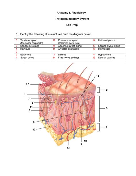 Week 5 Prep Integumentary System Anatomy Physiology I The