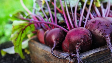 Quick And Easy Csa Raw Beet Or Turnip Salad The Conservation Foundation