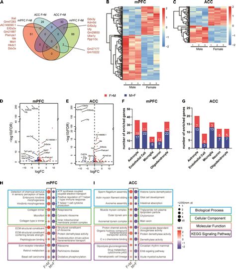 Frontiers Sex Specific Transcriptomic Signatures In Brain Regions Critical For Neuropathic