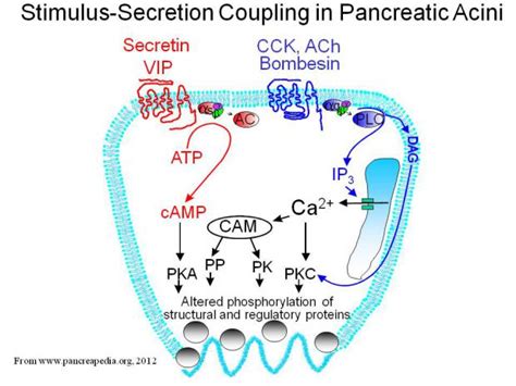 Pancreatic Digestive Enzyme Synthesis And Its Translational 55 Off