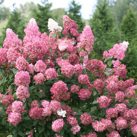 Fire Light® - Panicle Hydrangea - Hydrangea paniculata | Proven Winners