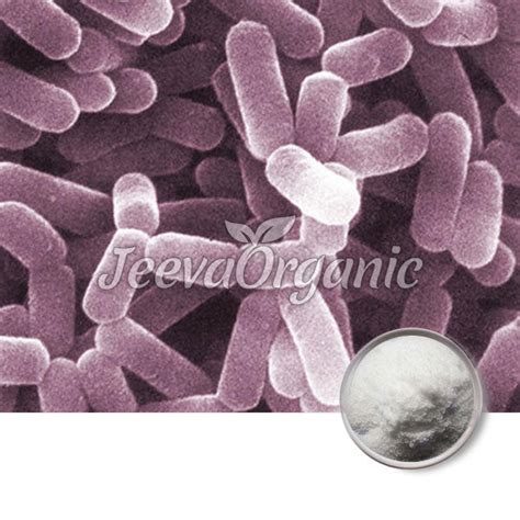 Lactobacillus casei powder 200 B CFU/G