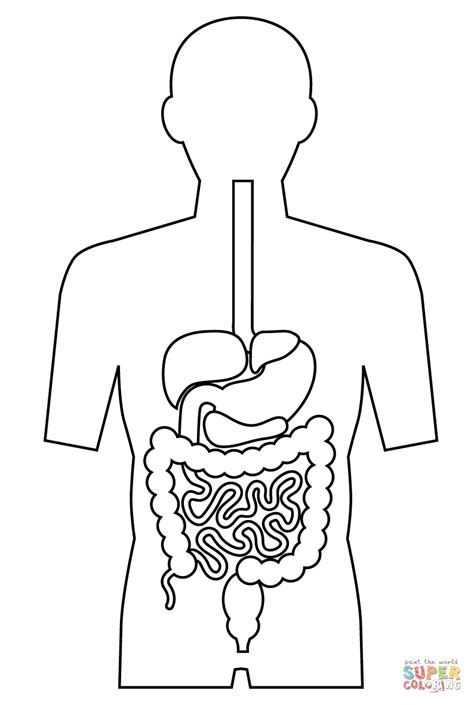 Digestive System Coloring Page Aparato Digestivo Dibujo Aparato Porn