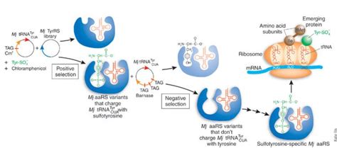 Aminoacyl tRNA synthetase ~ Everything You Need to Know with Photos | Videos