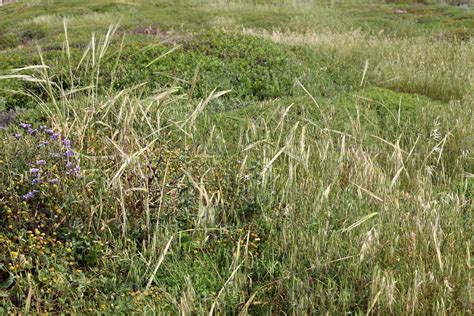 Tall grass and flowers in a forest clearing. 21237936 Stock Photo at ...