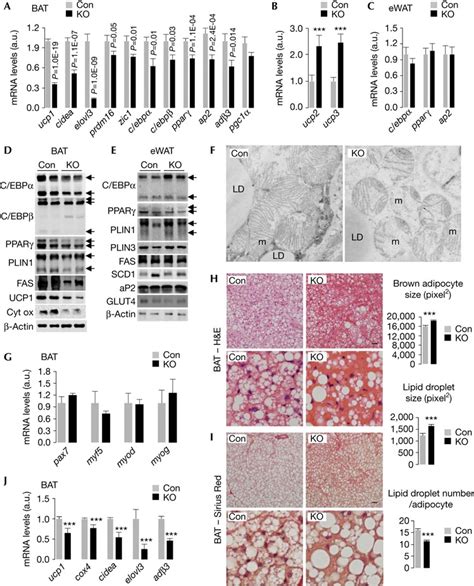 Loss Of Atg In Myf Progenitors Impairs Brown Adipose Tissue Bat