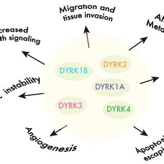 Dyrk B Promotes Survival And Chemoresistance In Cancer Cells