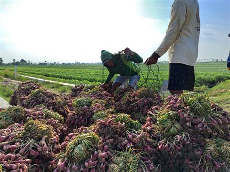 Panen Bawang Merah Di Berbagai Sentra Produksi Harga Bergerak Normal