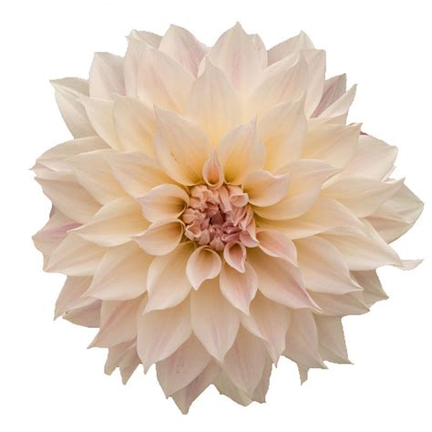 Dahlia Cafe Au Lait Wholesale Cut Flowers Direct