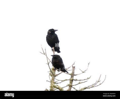 Two American Crows On Pine Tree Hi Res Stock Photography And Images Alamy