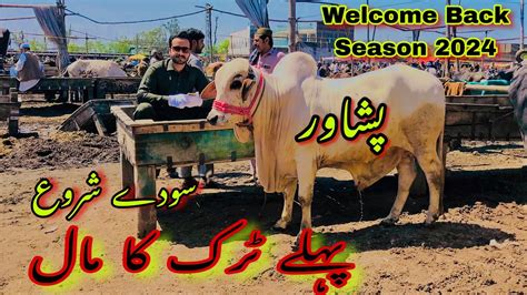 Peshawar Cow Mandi Rates Update Don T Miss Out On The Latest