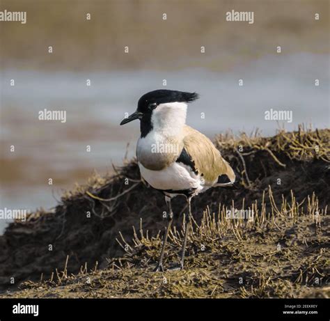 Black Headed Lapwing Hi Res Stock Photography And Images Alamy