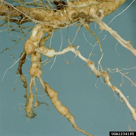 Root Knot Nematode Genus Meloidogyne