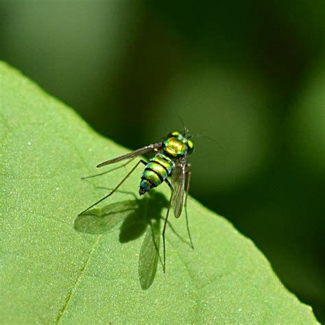 Long Legged Fly Condylostylus Sp Condylostylus Bugguide Net