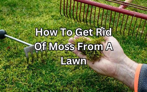 How To Get Rid Of Moss From A Lawn Simplify Gardening