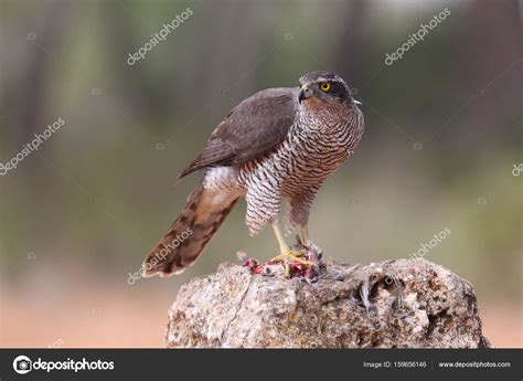 Hunting eurasian goshawk — Stock Photo © paolo-manzi #159656146