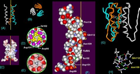 The Structure Of The Acrb Pore Channel Viewed Perpendicularly To A