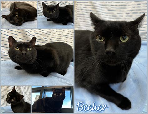 TRANSFERRED TO RESCUE!!!... - Joliet Township Animal Control