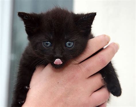 images sweet cute kitten blue eye close  whiskers paw