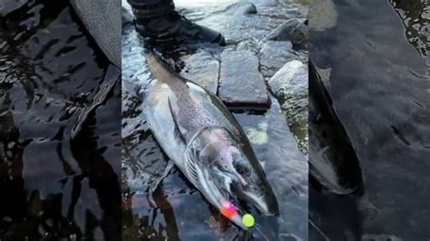 Best Day Of Fall Steelhead Fishing EVER October 23 2023 Centerpin