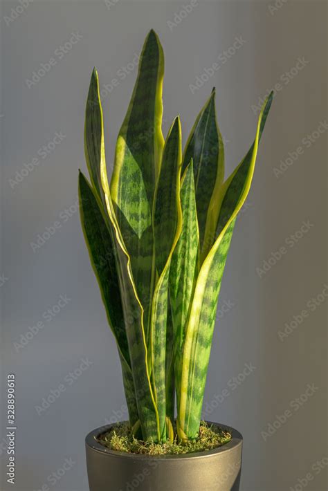 Sansevieria Laurentii Dracaena Trifasciata Mother In Law Tongue