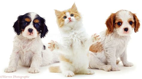 Puppies and Kittens Wallpapers - 4k, HD Puppies and Kittens Backgrounds ...