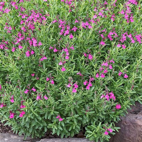 Salvia Greggii Wild Thing White Flower Farm