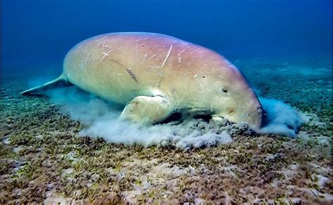 Dugong Tail