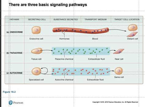 Chapter 16 Endocrine System Flashcards | Quizlet