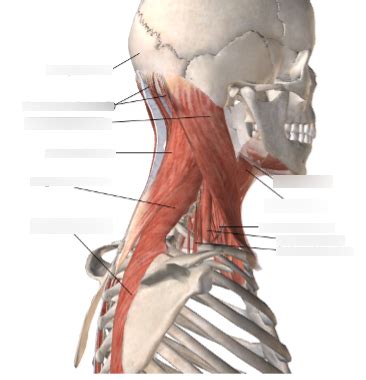 Neck muscles Diagram | Quizlet