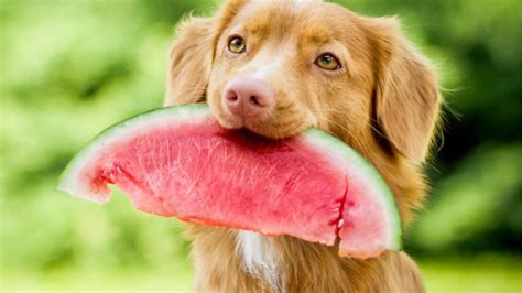 Frutas Que Puede Comer Un Perro Seg N Veterinarios