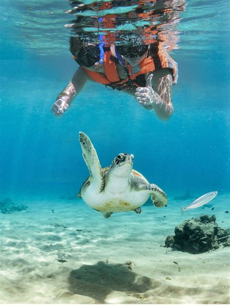 The Untold Story Of Swimming With Turtles In Akumal Artofit