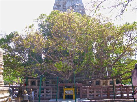 Mahabodhi Temple (Bodh Gaya) Historical Facts and Pictures | The History Hub