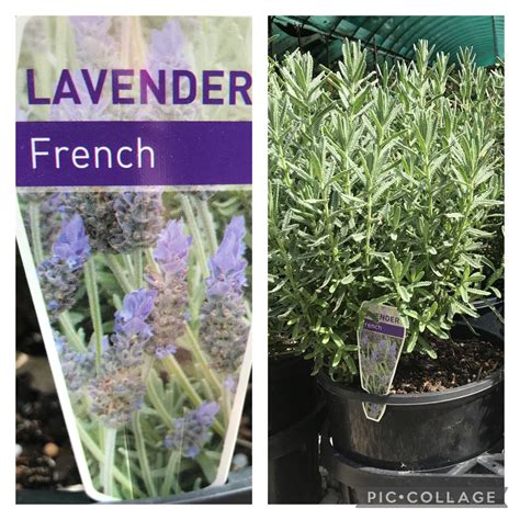 Lavender French | Bravo Nursery