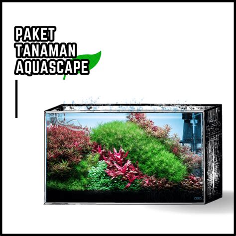 Jual Paket Dutch Style Tanaman Aquascape Tumbuhan Air Hidup Hiasan