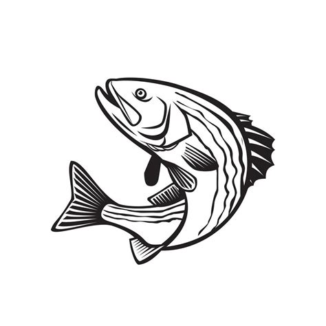 Striped Bass Morone Saxatilis, Atlantic Striped Bass 1913063 Vector Art ...