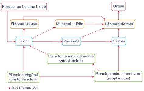 Conna Tre Les Diff Rentes Interactions Entre Les Tres Vivants Dans Un