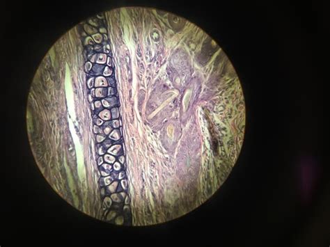 Histology Tissues Flashcards Quizlet