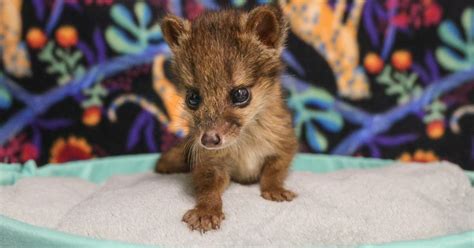 'Cute Alert!' Rare Spotted Fanaloka Born at Nashville Zoo