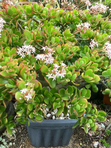 Crassula Ovata In Flower Crassula Ovata Plants Flowers