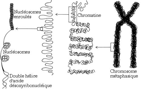 Le Noyau Et La Division Cellulaire