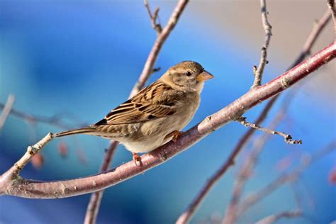 10 Most Common Birds Of North America North American Nature