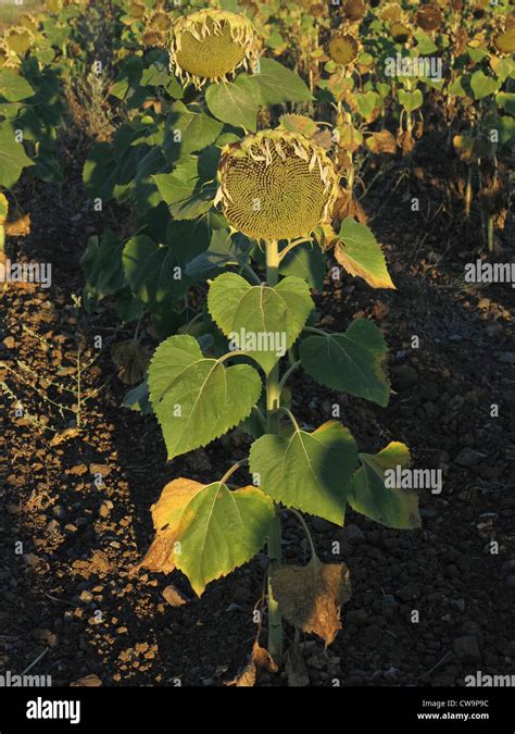 Sunflower Plantation In Andalucia Spain Stock Photo Alamy